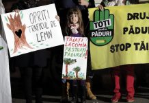 Mafia lemnului ameninta viitorul padurilor stravechi ale Romaniei