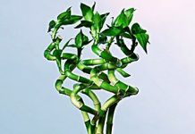 Cum sa ai grija de bambusul norocos