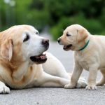 Cei mai populari catei din lume