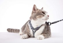 Pisoii se acomodeaza mai repede cu hamul