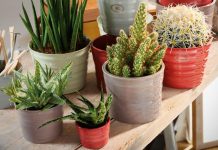 3 plante care cresc singure fara prea multa ingrijire