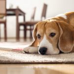 Pot animalele sa sufere de depresie?