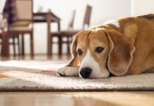 Pot animalele sa sufere de depresie?