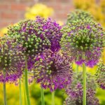 108 Mesaje De Florii