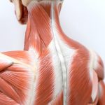 Anatomia muschilor spatelui
