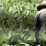 Este tutunul de rulat Mac Baren cel mai bun de pe piata?