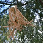 Proprietati si utilizari ale arborelui Mesquite