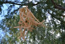 Proprietati si utilizari ale arborelui Mesquite
