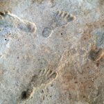 Stramosii nostri umani au ajuns aproape de disparitie?
