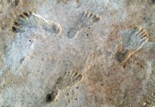 Stramosii nostri umani au ajuns aproape de disparitie?